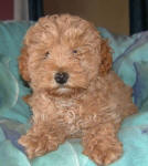 Red Schnoodle Puppy