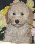 Schnoodle Puppy White and Cream