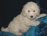 Schnoodle Puppy White and Cream