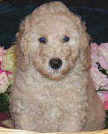 Schnoodle Puppy White and Cream