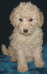 Schnoodle Puppy White and Cream