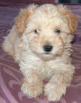 Schnoodle Puppy White and Cream