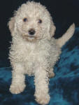 Schnoodle Puppy White and Cream