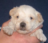 Schnoodle Puppy White and Cream