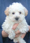 Schnoodle Puppy White and Cream