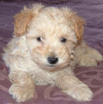 Schnoodle Puppy White and Cream