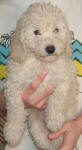 Schnoodle Puppy White and Cream