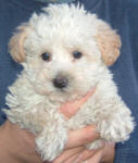 Schnoodle Puppy White and Cream