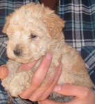 Schnoodle Puppy White and Cream