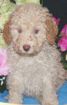 Schnoodle Puppy White and Cream