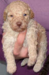 Schnoodle Puppy White and Cream