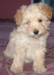 Schnoodle Puppy White and Cream