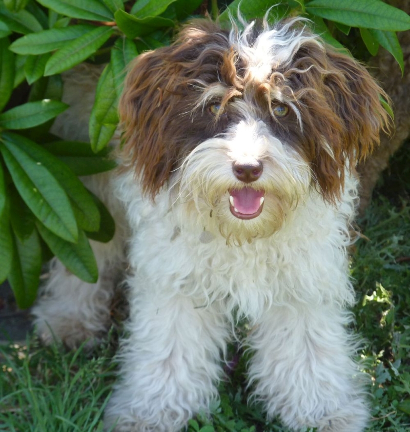 Chocolate Parti Toy Schnoodle - Ella