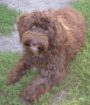 Silvie - Chocolate Miniature Schnoodle