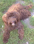 Silvie - Chocolate Miniature Schnoodle