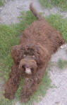 Silvie - Chocolate Miniature Schnoodle