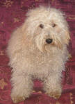 Roxy - Cream Miniature Schnoodle - Retired