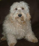 Roxy - Cream Miniature Schnoodle - Retired