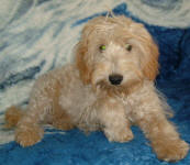 Roxy - Cream Miniature Schnoodle - Retired