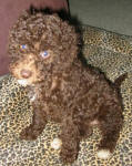 Sarah - Chocolate Miniature Schnoodle