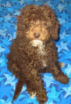 Sarah - Chocolate Miniature Schnoodle