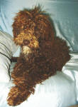 Sarah - Chocolate Miniature Schnoodle