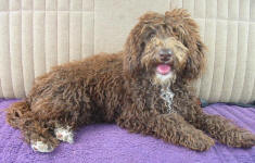 Sarah - Chocolate Miniature Schnoodle