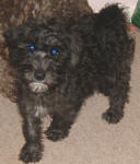 Suzie - Miniature Schnoodle