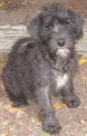 Suzie - Miniature Schnoodle