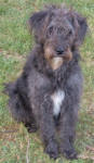 Suzie - Miniature Schnoodle