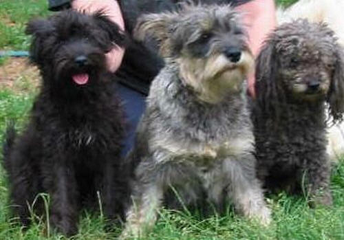 Schnoodle Schnauzer Poodle