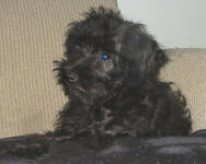 Cara - Toy Schnoodle