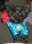 Cara - Toy Schnoodle