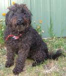 Sally - Toy Schnoodle