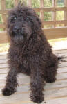 Sally - Toy Schnoodle