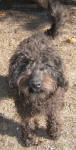 Sally - Toy Schnoodle