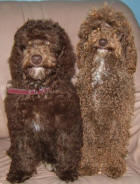 Chocolate Schnoodles - Kahlua and Sarah