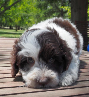 spoodle puppy