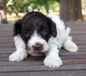 spoodle puppy