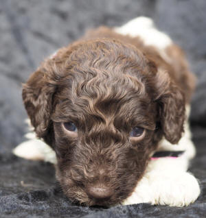 spoodle puppy