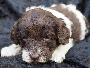 spoodle puppy
