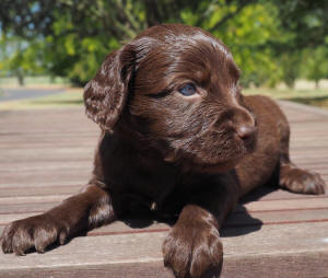 spoodle puppy