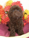 Holly - English Chocolate Miniature Spoodle