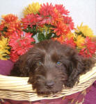 Monique - English Chocolate Miniature Spoodle