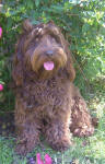 Monique - English Chocolate Miniature Spoodle