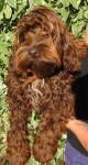 Marlene - Miniature Spoodle