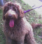 Cafe Labradoodle - Lucy