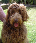 Cafe Labradoodle - Lucy