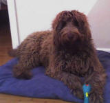 Cafe Labradoodle - Lucy