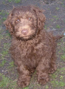 Chocolate Labradoodle - Koko